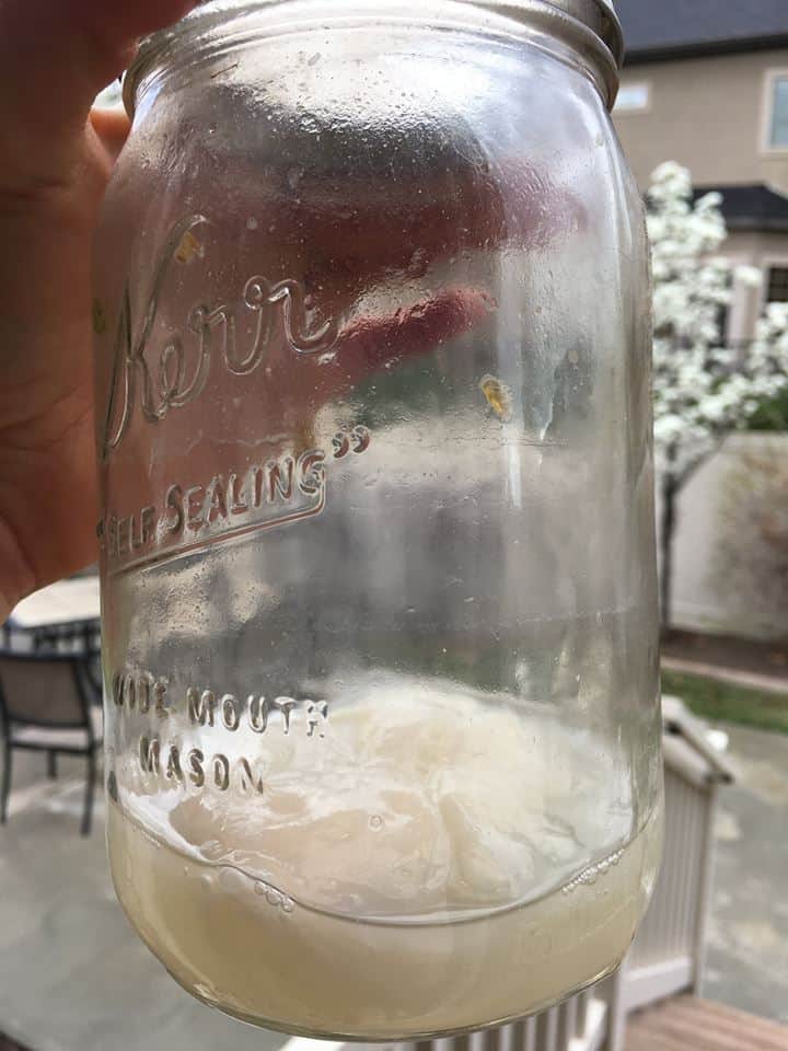 Mother in water kefir grains