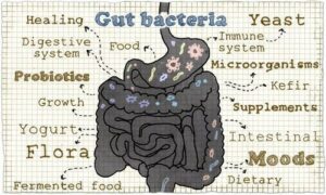 Good bacteria can help restore your gut health