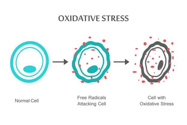 Oxidative Stress | Don’t Get Your Calcium From Milk