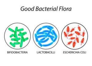 Graphic of three types of good bacterial flora from "What Are Probiotics Benefits? 11 Signs You’re Deficient And What To Do About It" by Green Smoothie Girl