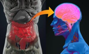 Graphic of the human gut and brain connection from "What Are Probiotics Benefits? 11 Signs You’re Deficient And What To Do About It" by Green Smoothie Girl