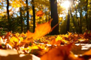 Autumn, sunshine, fallen leaves