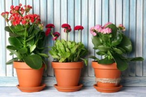 Use Plant Therapy to Beat Winter Blues!