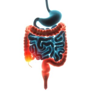 Graphic of intestine from "9 Warning Signs and Symptoms of Leaky Gut" at Green Smoothie Girl.