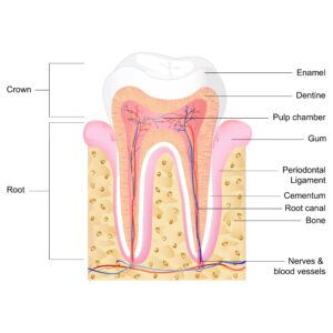 Graphic of tooth structure anatomy from "What Really Causes Cavities?" by Green Smoothie Girl