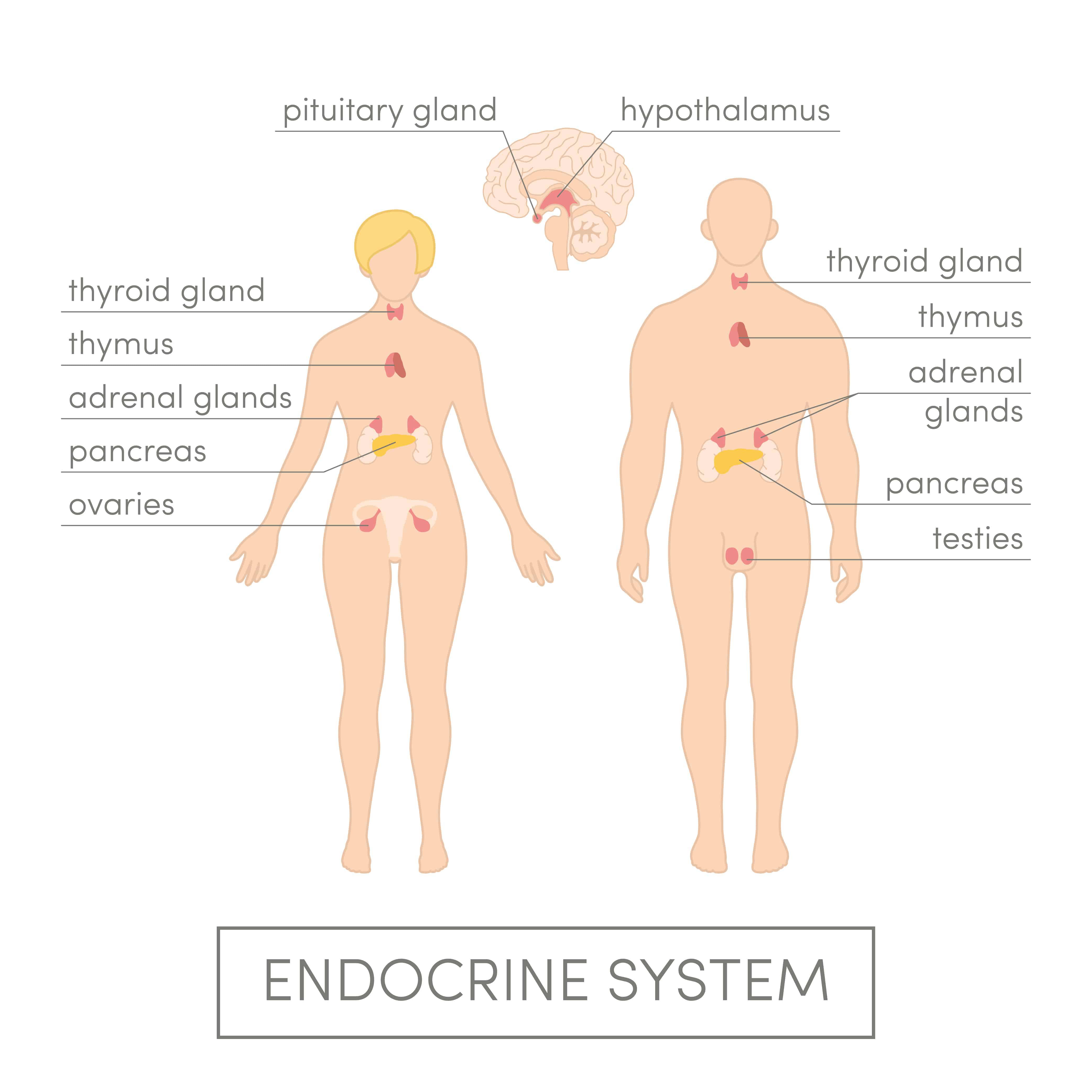 Blog: Endocrine Disruptors: 14 Common Chemicals That Affect Your Hormones