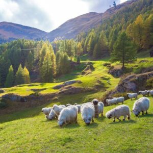 sheep-in-the-mountains