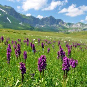 Switzerland-purple-flowers