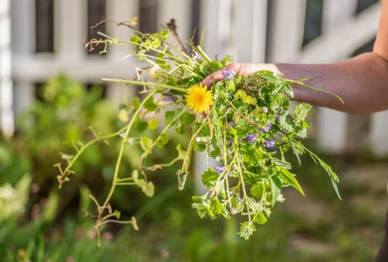 6 Ways to Get Dozens of Free Ingredients for Green Smoothies