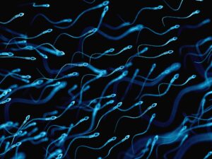A medically accurate illustration of sperm. How EMF Affects Sperm, and How to Protect Yourself.