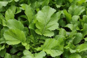 Photograph of a pile of raw mustard greens, from "Top 11 Greens to Use in Green Smoothies" at Green Smoothie Girl.