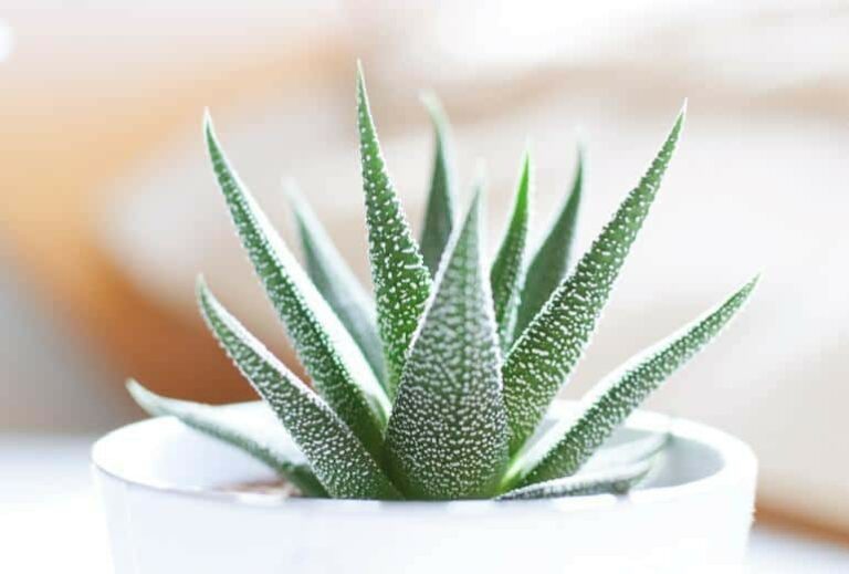 "The Health Benefits of Aloe Vera" at Green Smoothie Girl