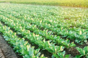 Photograph of rows of cabbage plants, from "Health Benefits of Sulfur, and Why You're Probably Deficient" at Green Smoothie Girl.