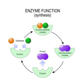 How Digestive Enzymes Work & Why You’re Probably Deficient