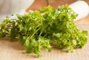 Photograph of a bunch of chickweed on a wood surface, from "12 Delicious Edible Weeds to Forage for Green Smoothies" at Green Smoothie Girl.