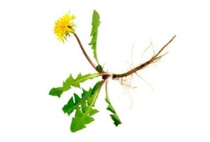 Photograph of a yellow dandelion flower with leaves and root, from "12 Delicious Edible Weeds to Forage for Green Smoothies" at Green Smoothie Girl.