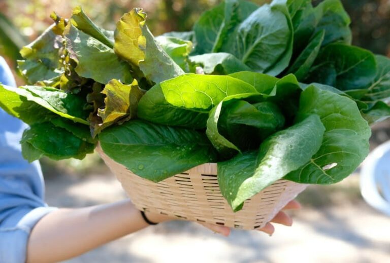 greens coming out of a basket