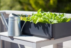 Photo of patio garden, from "Everything You Need To Know About Growing Your Own Smoothie Greens" at Green Smoothie Girl.