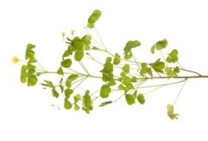 Photograph of sorrel plant against a white background, from "12 Delicious Edible Weeds to Forage for Green Smoothies" at Green Smoothie Girl.