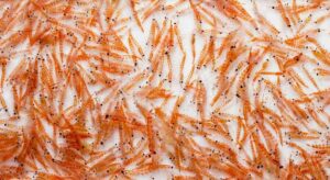Photo of Atlantic krill from "Is Supplementing With Fish Oil Really Good for You?" at Green Smoothie Girl.