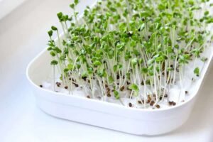 Photo of broccoli sprouts from "The Carnivore Diet: 11 Bizarre Claims of the All-Meat Diet" at Green Smoothie Girl.