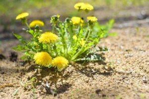 Photo of dandelions from "19 Natural Remedies to Relieve Seasonal Allergies" at Green Smoothie Girl.