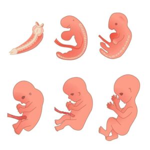 Graphic of fetal development from "Why You Might Have Iodine Deficiency, And What To Do Next" at Green Smoothie Girl.
