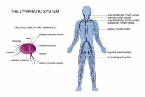 Diagram of the lymphatic system from "How (And Why) To Do Lymphatic Drainage Massage On Yourself" by Green Smoothie Girl