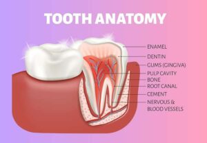 Diagram of tooth anatomy from "A Dentist on Natural Tooth Whitening, and Which Procedures to Skip" By Green Smoothie Girl