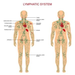 Diagram of the lymphatic system front and back from "How (And Why) To Do Lymphatic Drainage Massage On Yourself" by Green Smoothie Girl