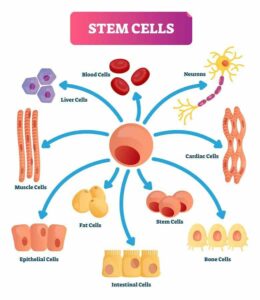 Illustration of stem cells uses from "Why I Developed The Flash Fast: Modified Fasting Made Easy And Fun" by Green Smoothie Girl