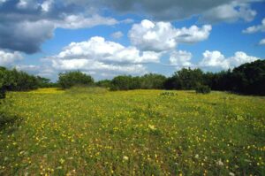 Photo of Texas yellow wildflowers landscape from "Why I Developed The Flash Fast: Modified Fasting Made Easy And Fun" by Green Smoothie Girl