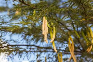 Photo of mesquite pods on tree from "10 Green Smoothies For Seasonal Affective Disorder" by Green Smoothie Girl