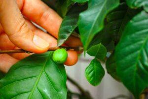 Photo of hand holding out green coffee bean on branch from "Coffee Enemas: Crazy Effective, or Just Crazy?" by Green Smoothie Girl