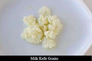 Milk Kefir Grains