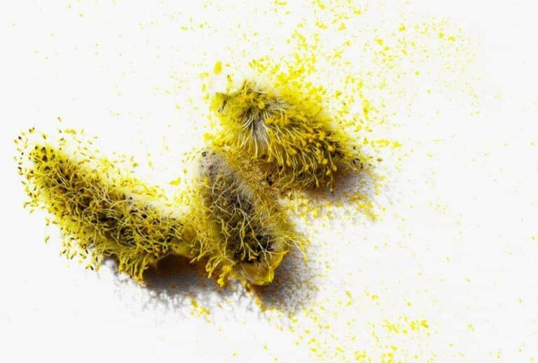 Photo of a yellow fuzzy pollen with post's title text overlaid from "9 Recipes to Treat Seasonal Allergies" blog post by Green Smoothie Girl