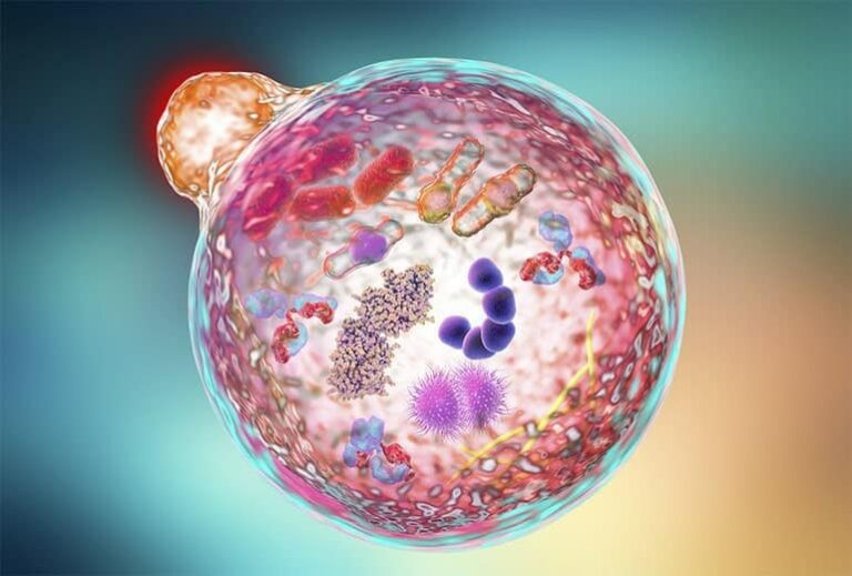 Graphic of cell and cell's components from "Autophagy The Easy Way: How To Induce Autophagy Without Going Hungry" by Green Smoothie Girl