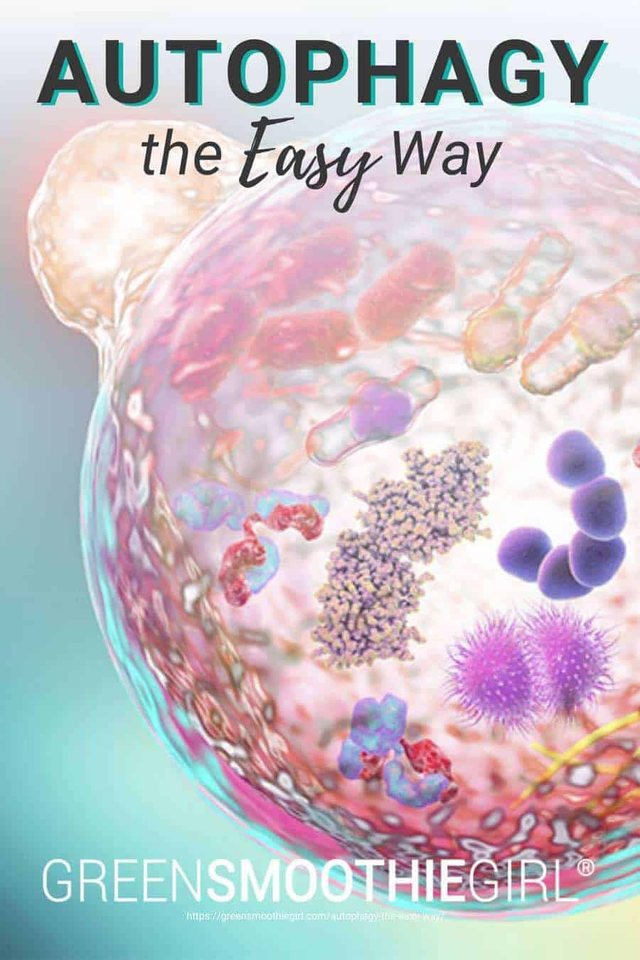 Graphic of cell and cell's components with post's title text overlaid from "Autophagy The Easy Way: How To Induce Autophagy Without Going Hungry" by Green Smoothie Girl