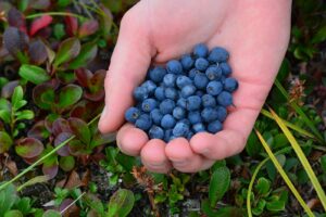 Antioxidant-rich food: blueberries