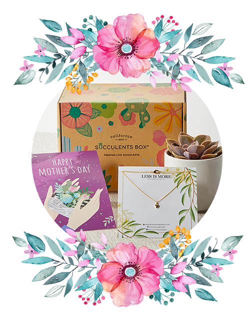 Mothers Day Succulent Gift Box with a succulent, necklace, and card